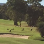 Kangaroos on the Vines Resort Golf Course