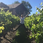 The Vines Resort Vineyard