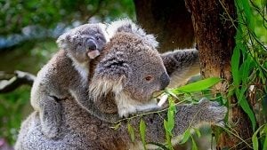 Come and see the Koalas